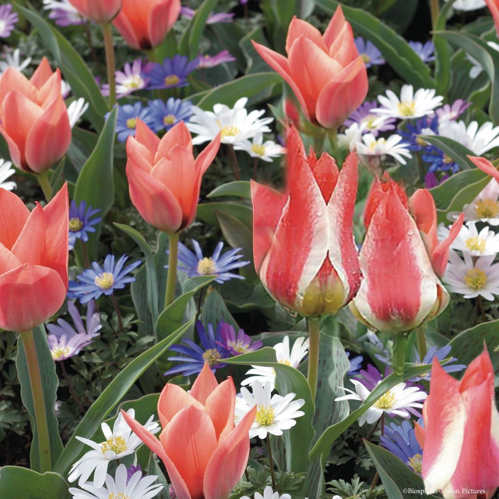 Sammlung von Miniatur-Tulpen und Himalaya-Windröschen