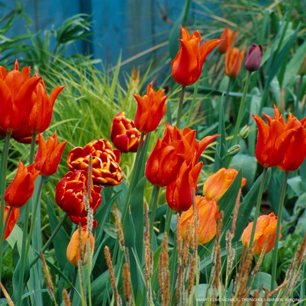 Duftende Tulpenkollektion