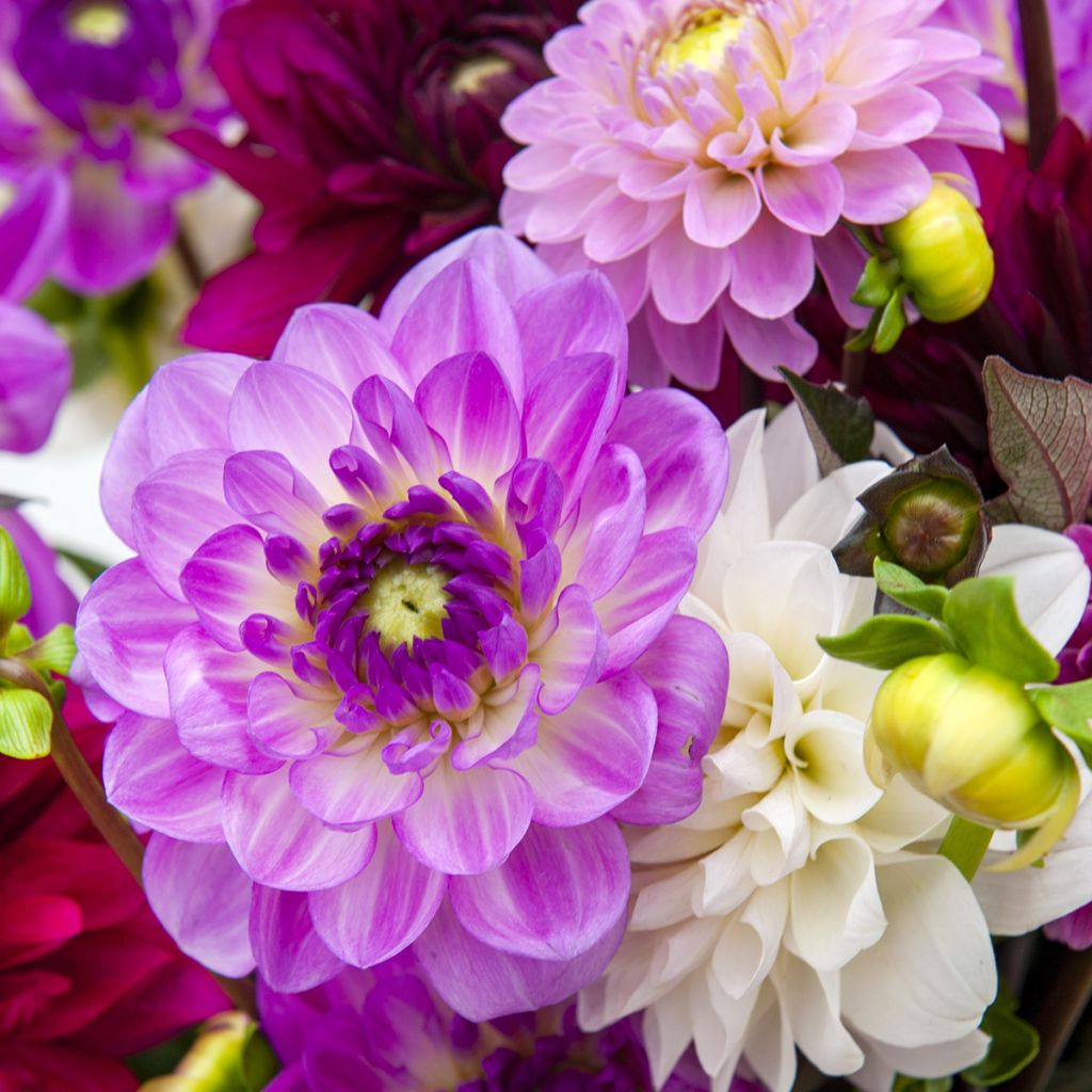 Dahlienkollektion für Blumensträuße Ispahan