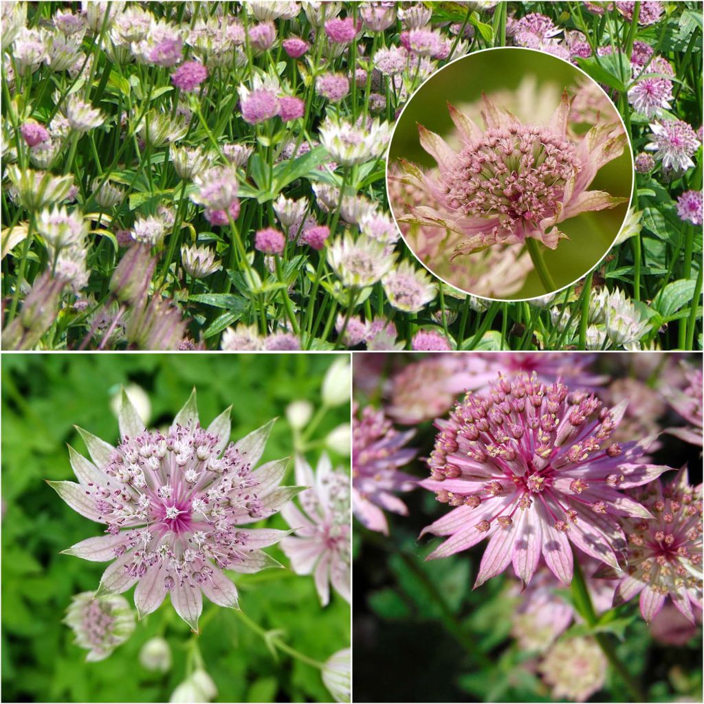 Kollektion von 3 rosa Sterndolden - Astrantia major