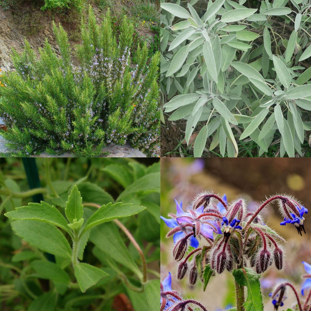 Sammlung von 4 aromatischen Pflanzen für die Terrasse