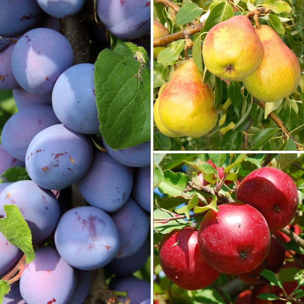 Sammlung von Zwergobstbäumen Herbstliche Ernte