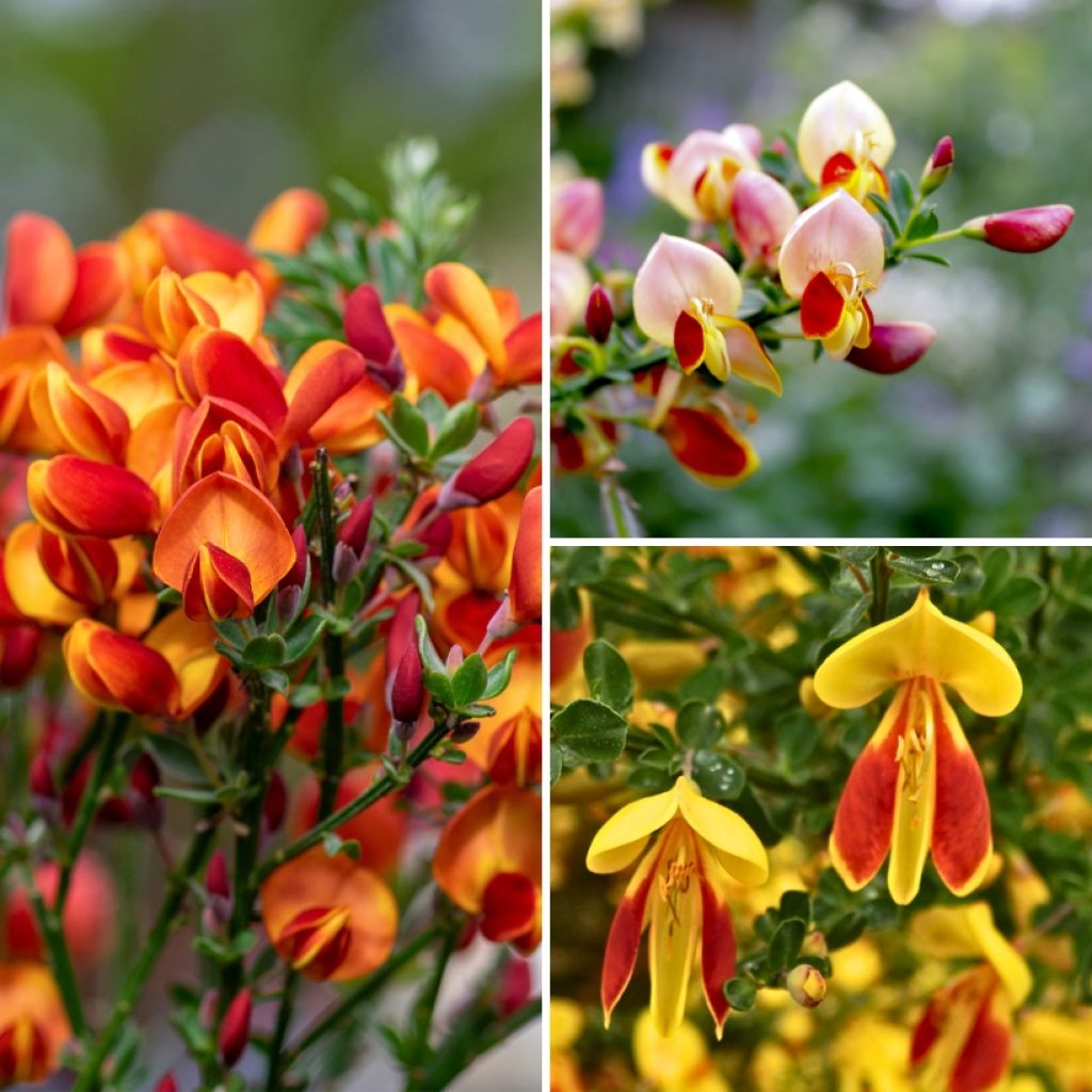 Besenheide-Sammlung - Cytisus scoparius