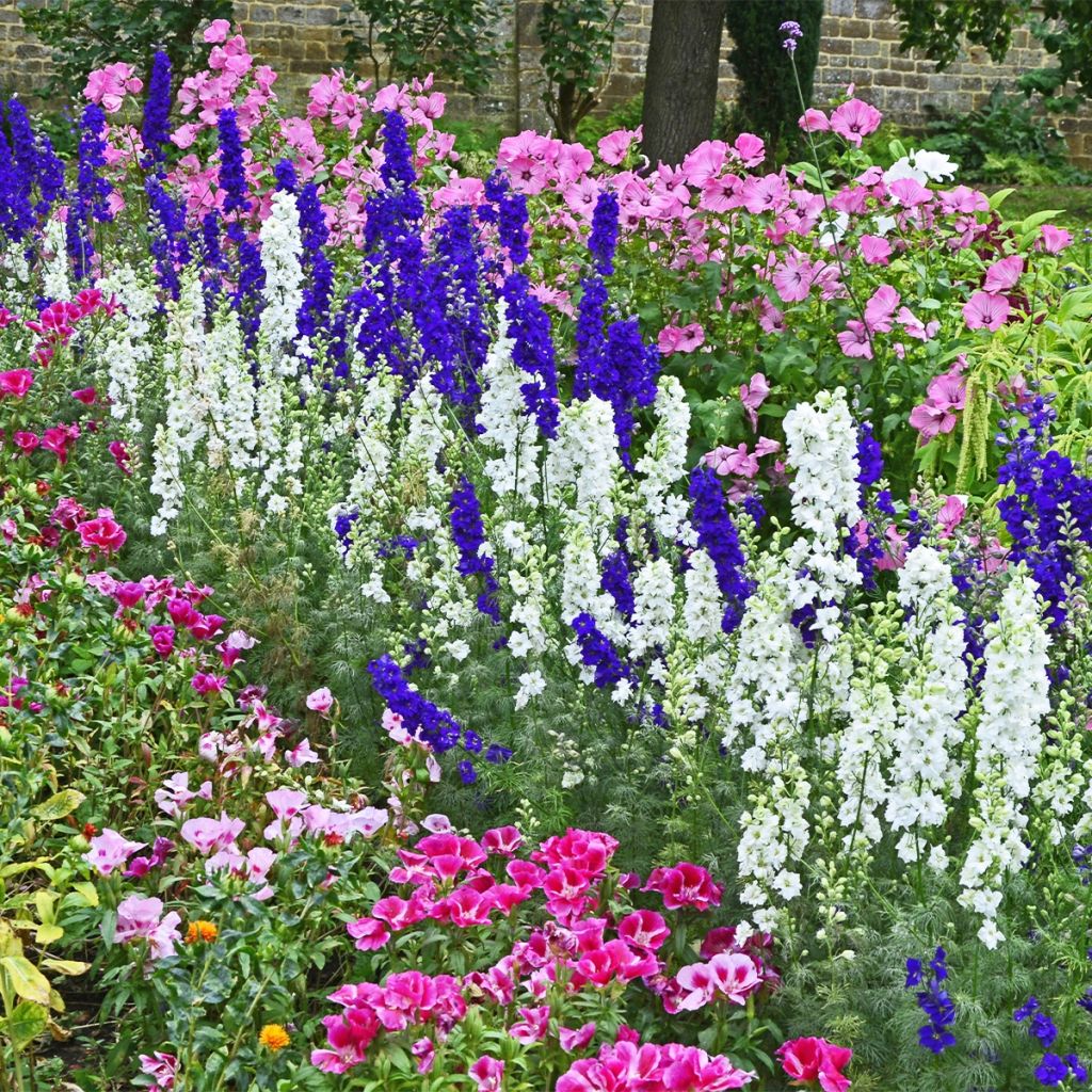 Samenkollektion für den Blumenstraußgarten