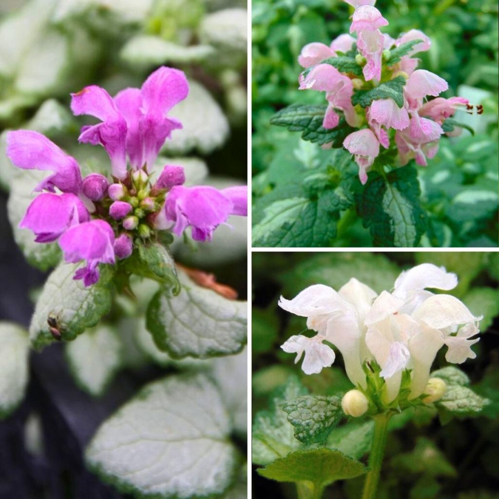 Günstige Sammlung von Lamium maculatum