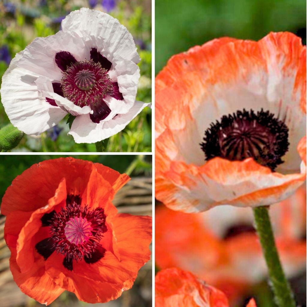 Sammlung von roten und weißen Orientalischen Mohnblumen