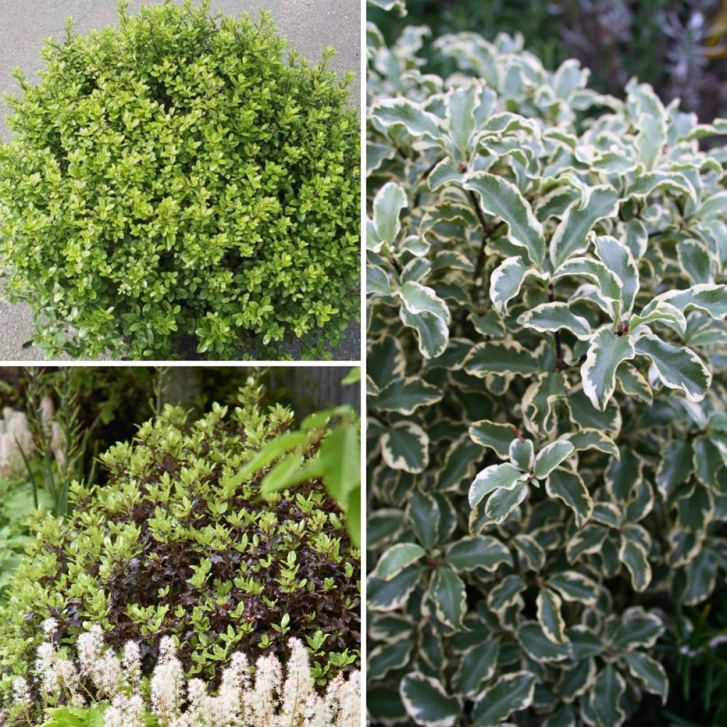 Sammlung von Pittosporum tenuifoliums