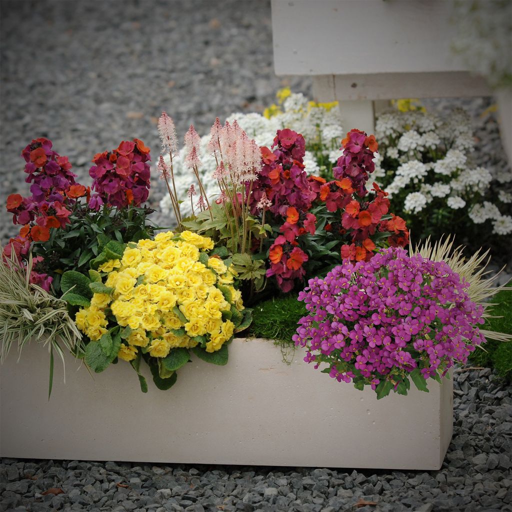 Einfache Frühlingskollektion in einem Blumenkasten