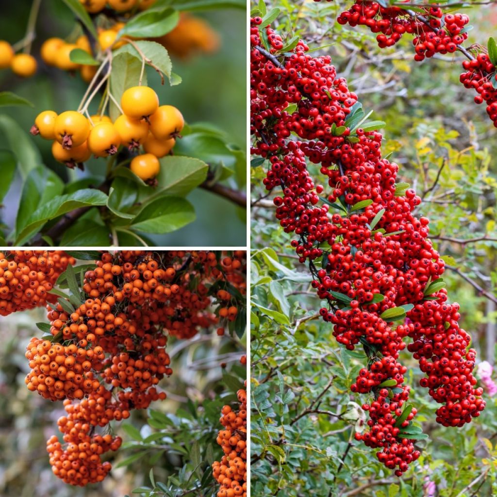 Pyracantha-Sammlung für eine defensive Hecke