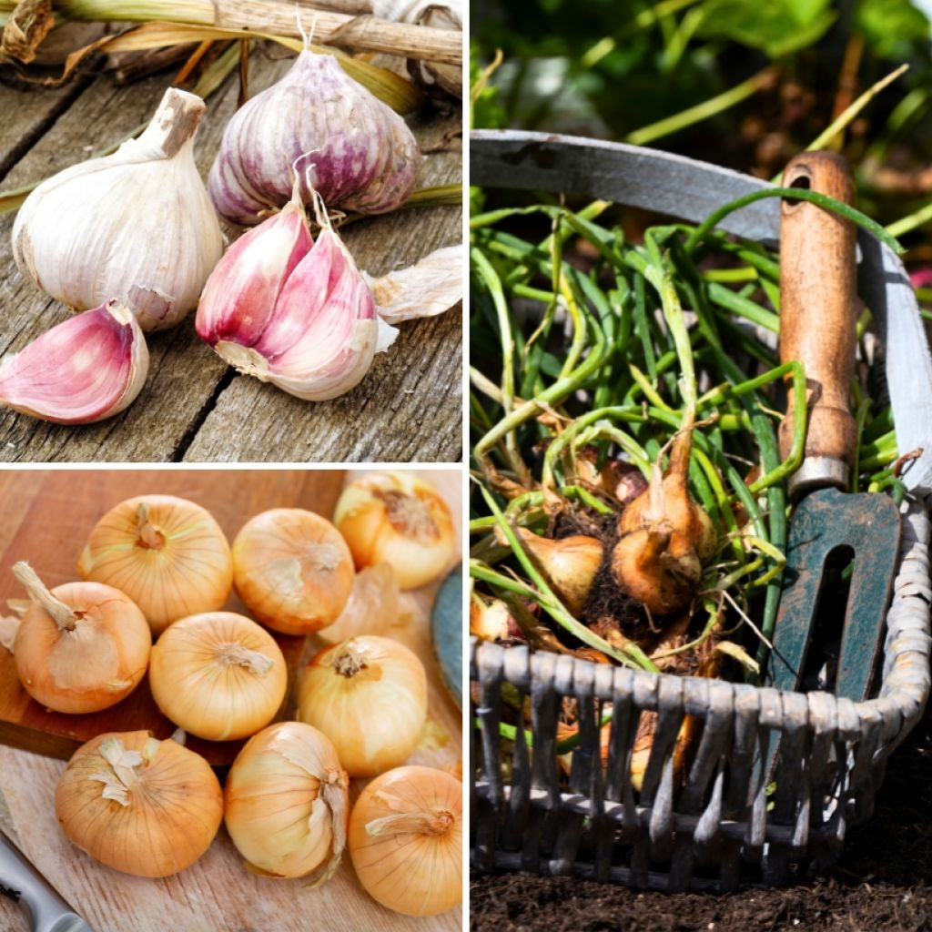 Sammlung Geschmack Knoblauch, Zwiebel, Schalotte in Pflanzen - Gemüsezwiebeln