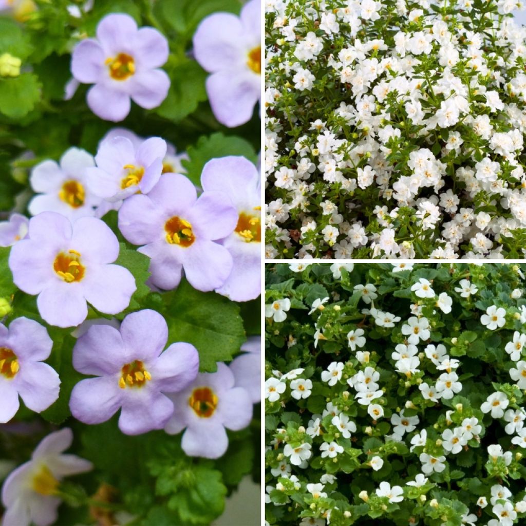 Bacopa-Kollektion für Blumenkästen und Hängeampeln