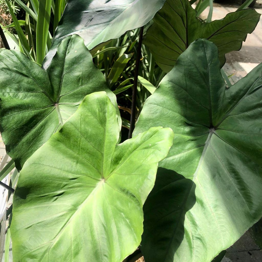 Colocasia esculenta var. fontanesii Black Stem - Taro