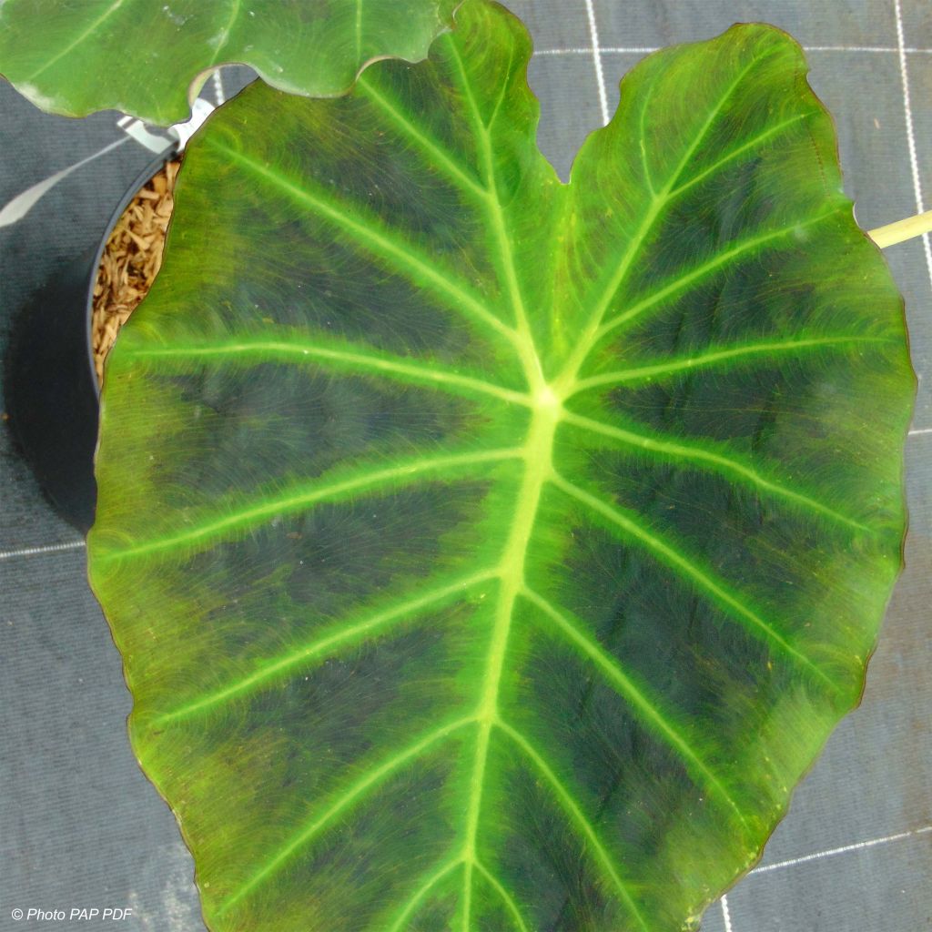 Colocasia Imperial Gigante - Taro