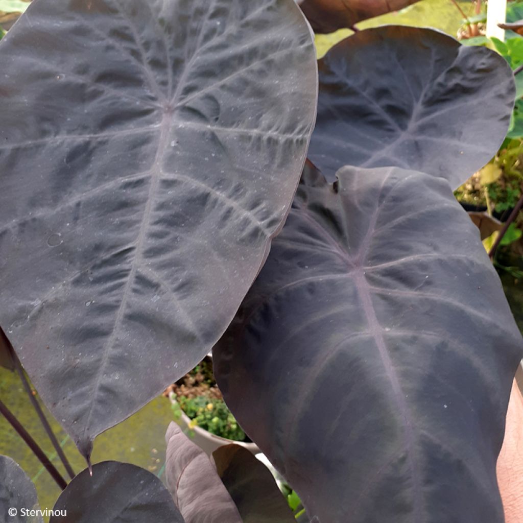 Colocasia Noble Gigante - Taro