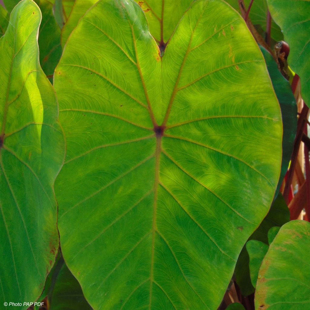 Colocasia Pink China - Oreille d'Eléphant