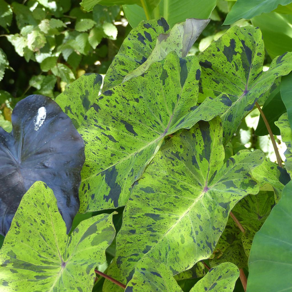 Colocasia esculenta Mojito - Taro