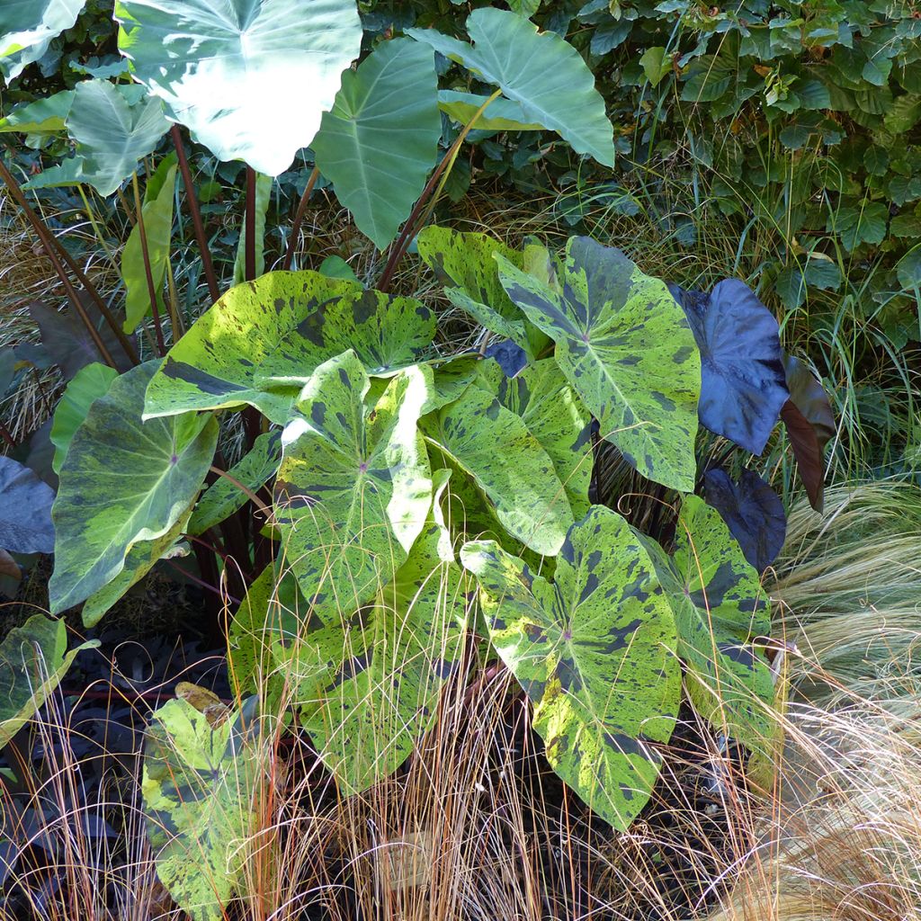 Colocasia esculenta Mojito - Taro