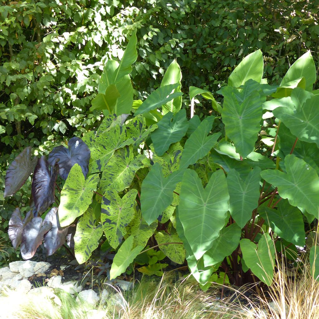 Colocasia esculenta Mojito - Taro