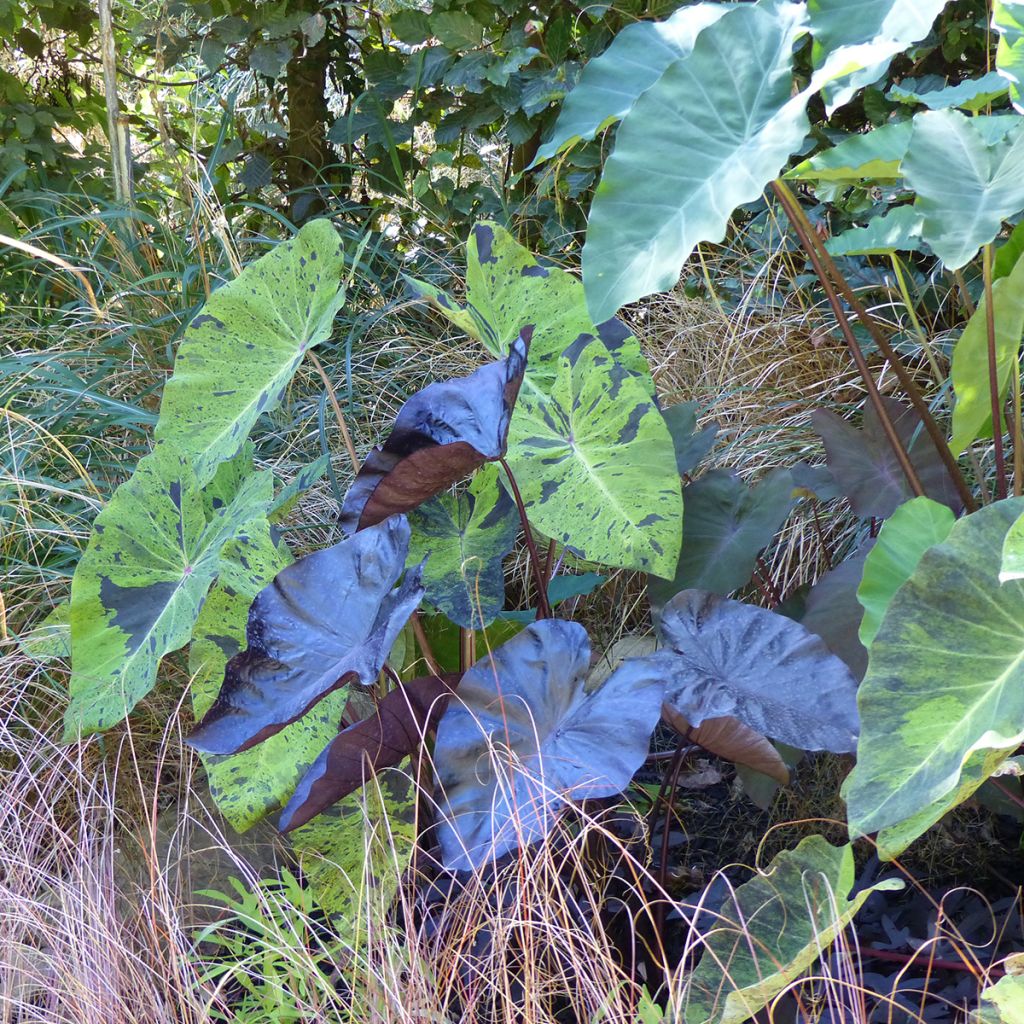 Colocasia esculenta Mojito - Taro