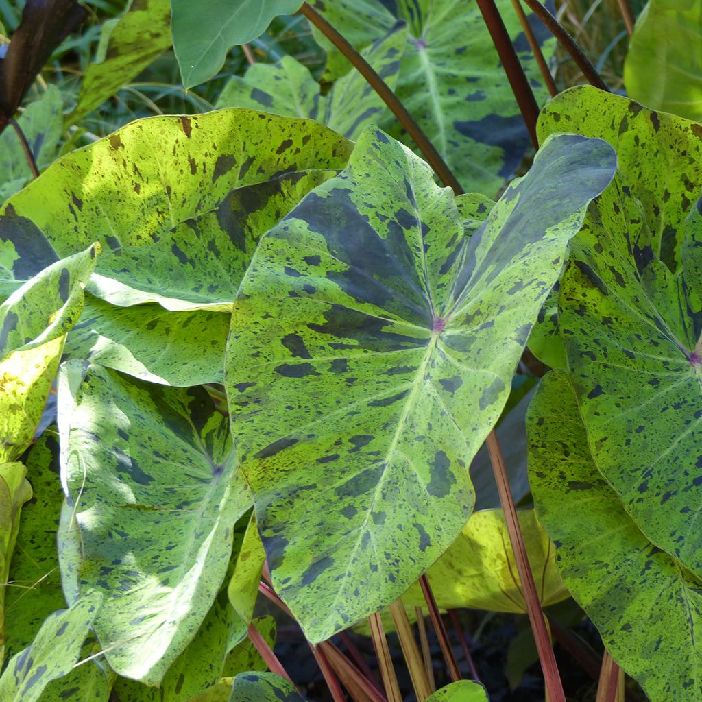 Colocasia esculenta Mojito - Taro