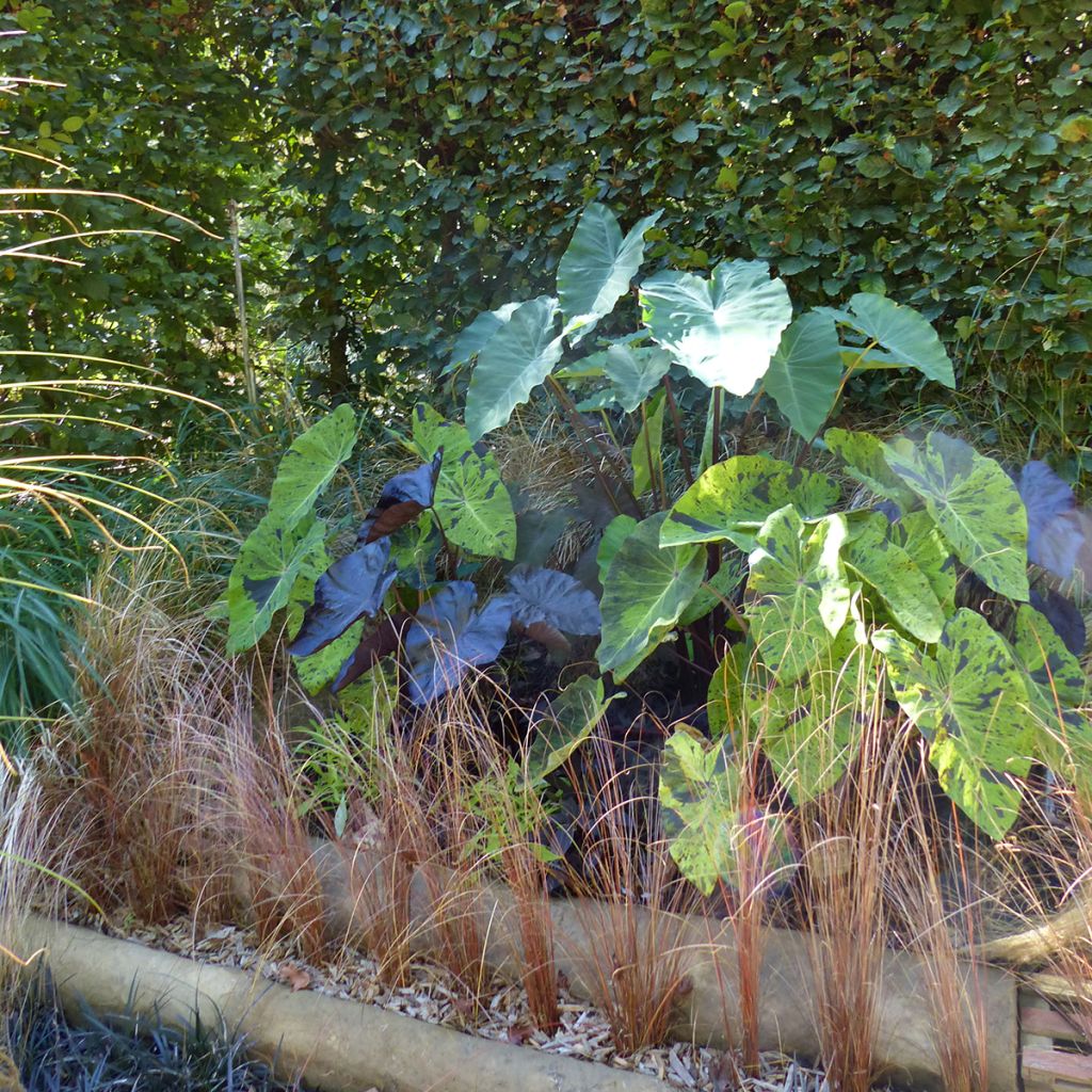 Colocasia esculenta Mojito - Taro