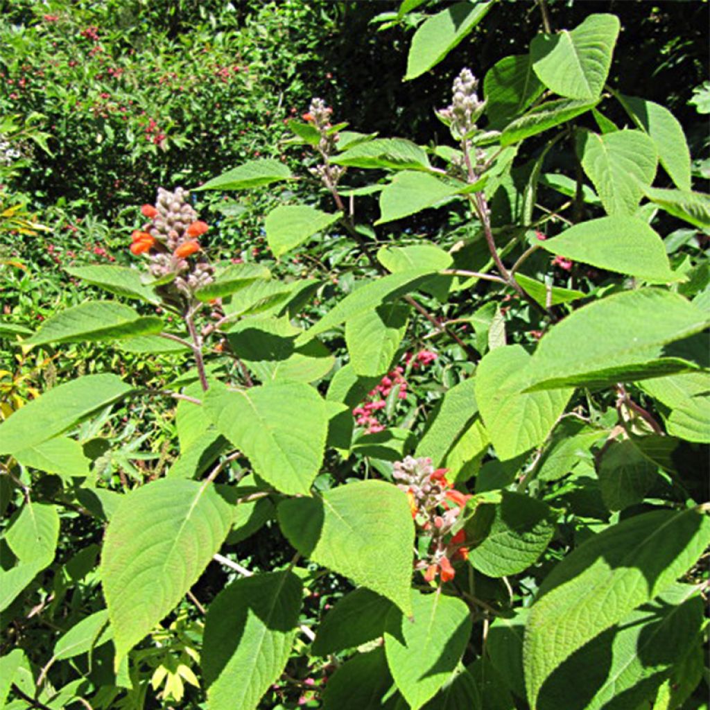 Colquhounia coccinea - Colquhounia