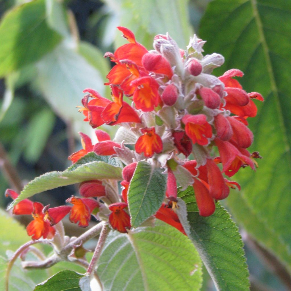 Colquhounia coccinea - Menthe arbustive de l'Himalaya