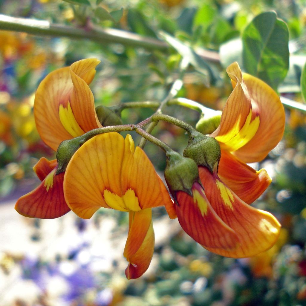 Colutea arborescens - Blasenstrauch