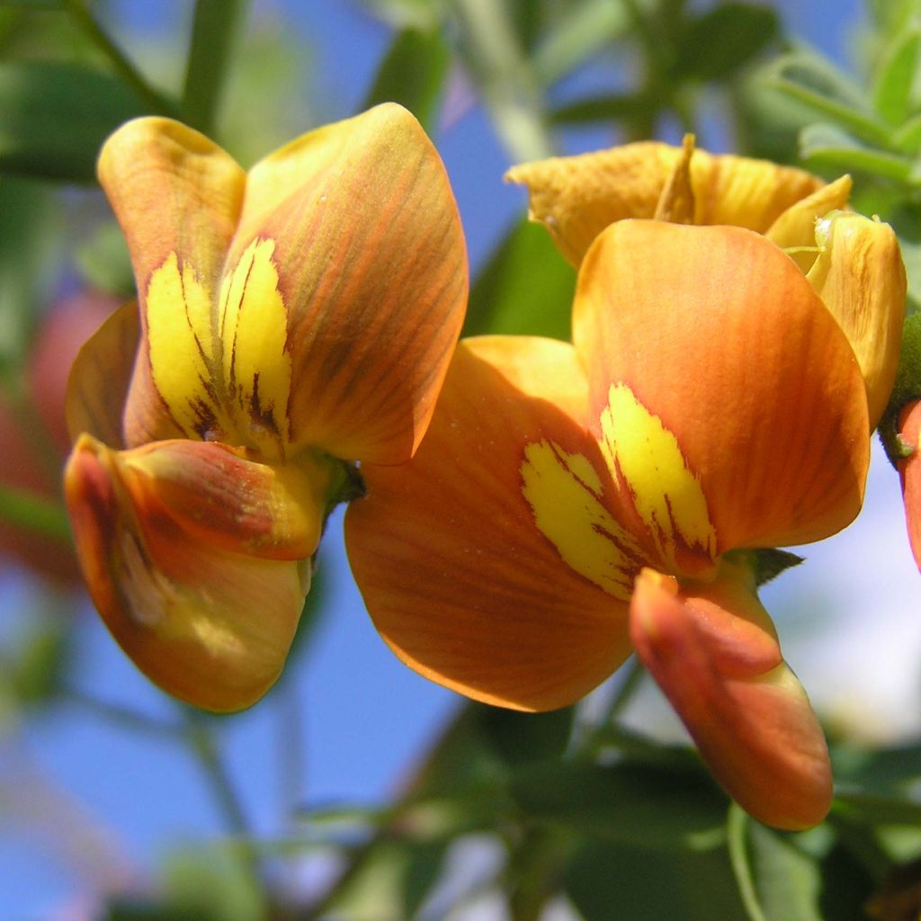 Colutea arborescens - Baguenaudier