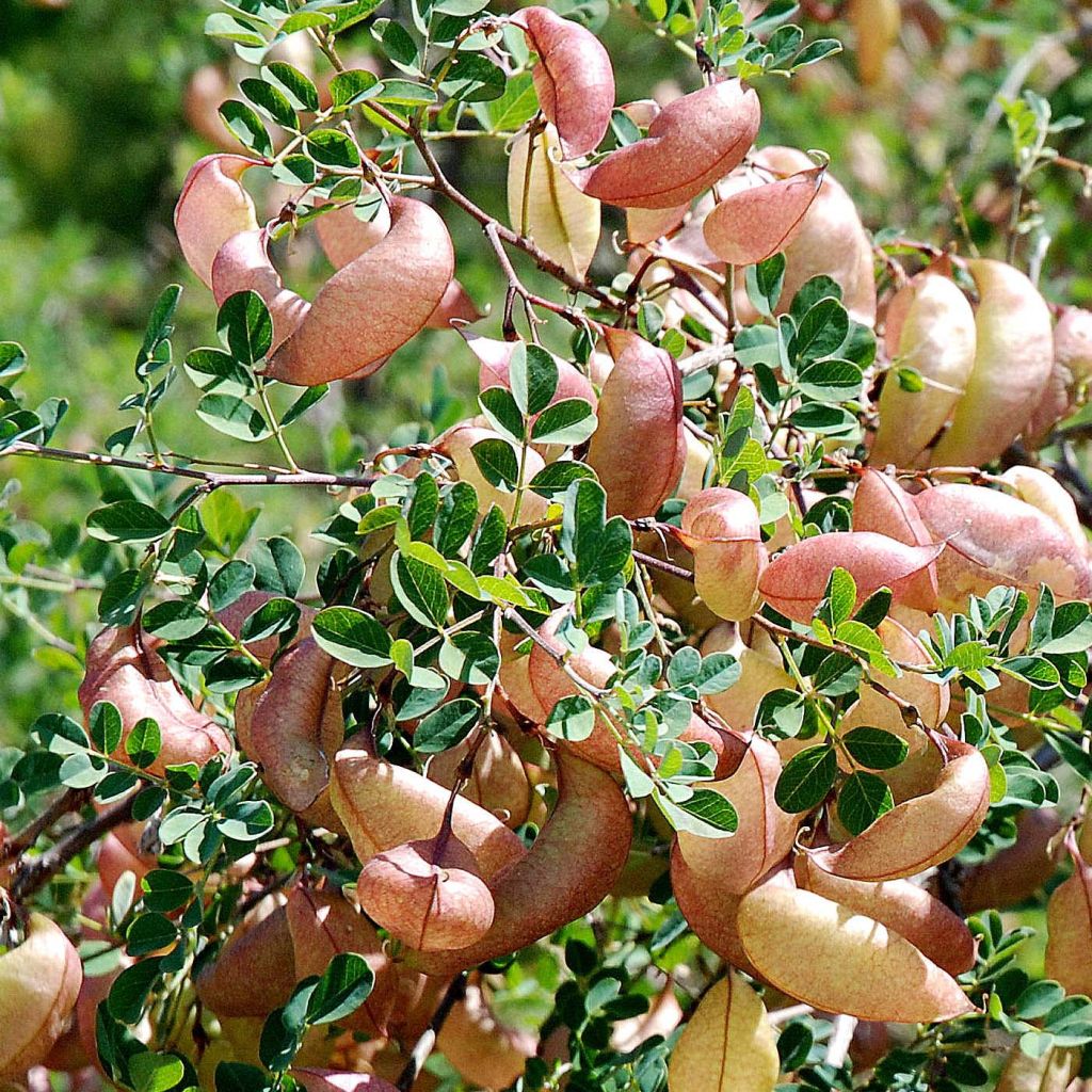 Colutea arborescens - Blasenstrauch