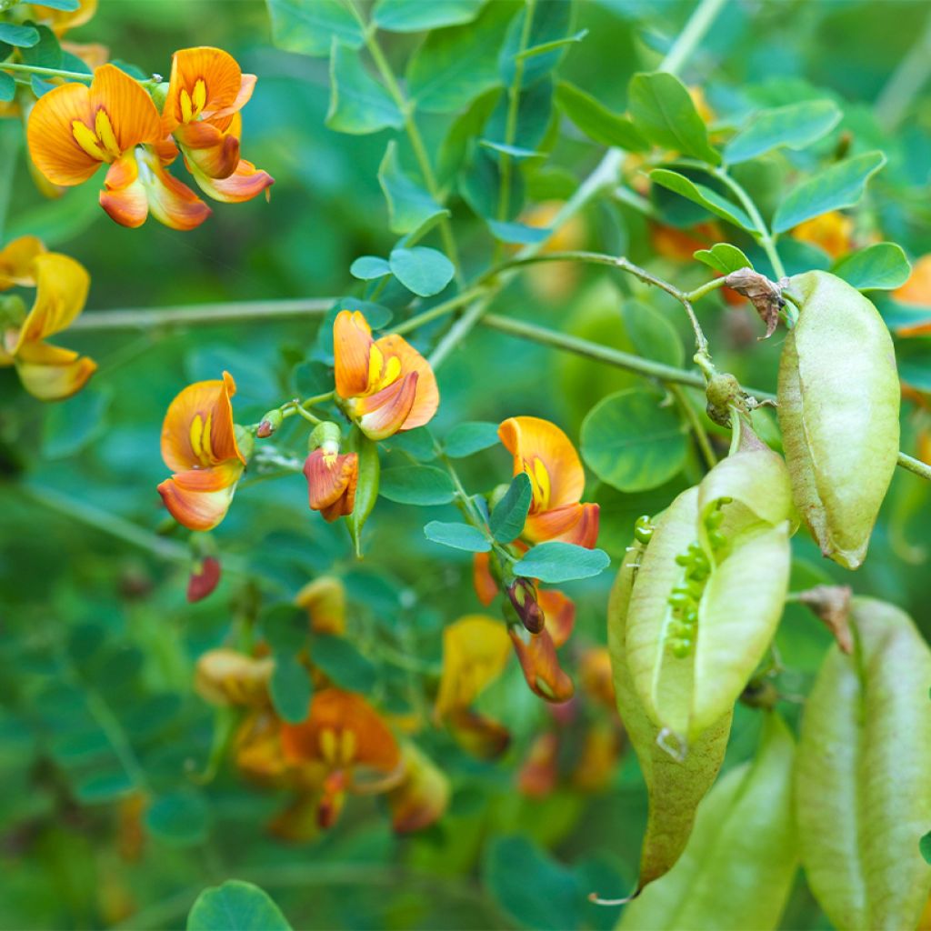 Colutea arborescens - Blasenstrauch