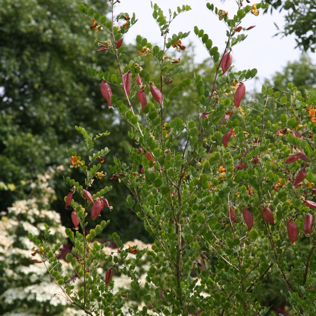 Colutea arborescens - Blasenstrauch