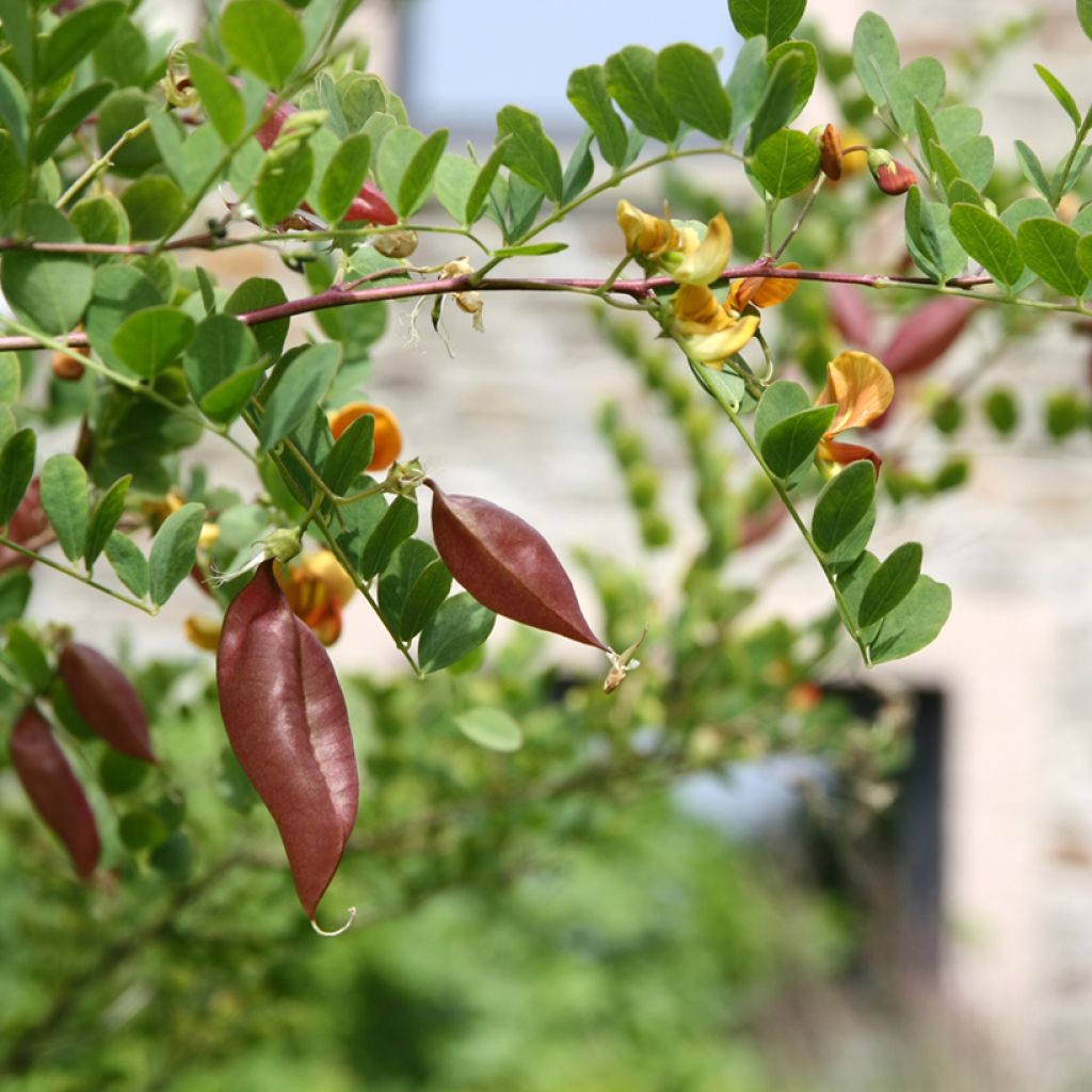 Colutea arborescens - Blasenstrauch