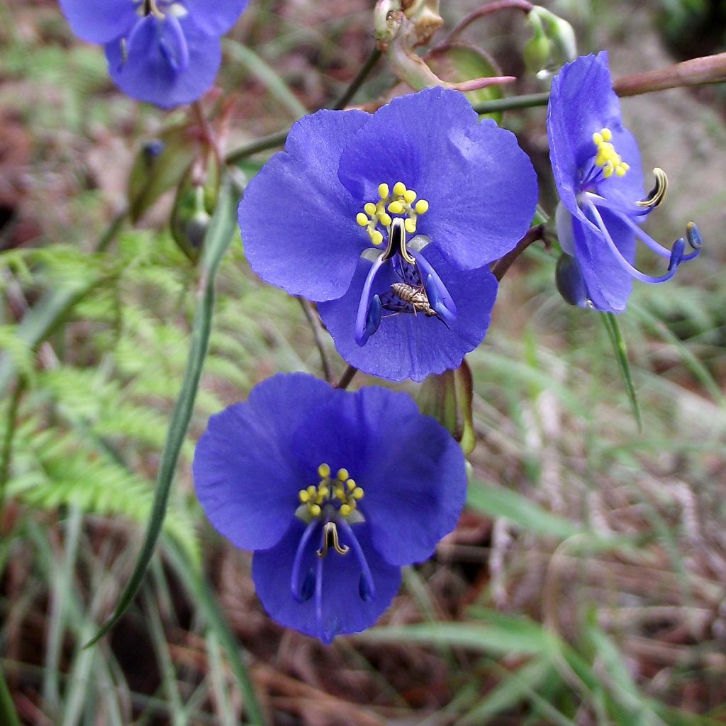 Commelina coelestis - Commeline