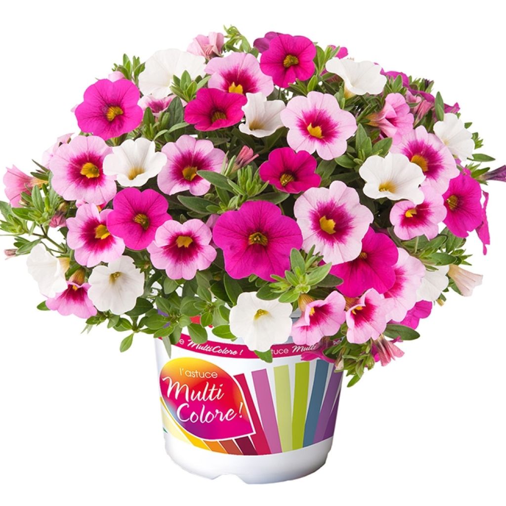 Zusammensetzung Cabaret Pink Paradise Eyes - Zusammensetzung von 3 Calibrachoa