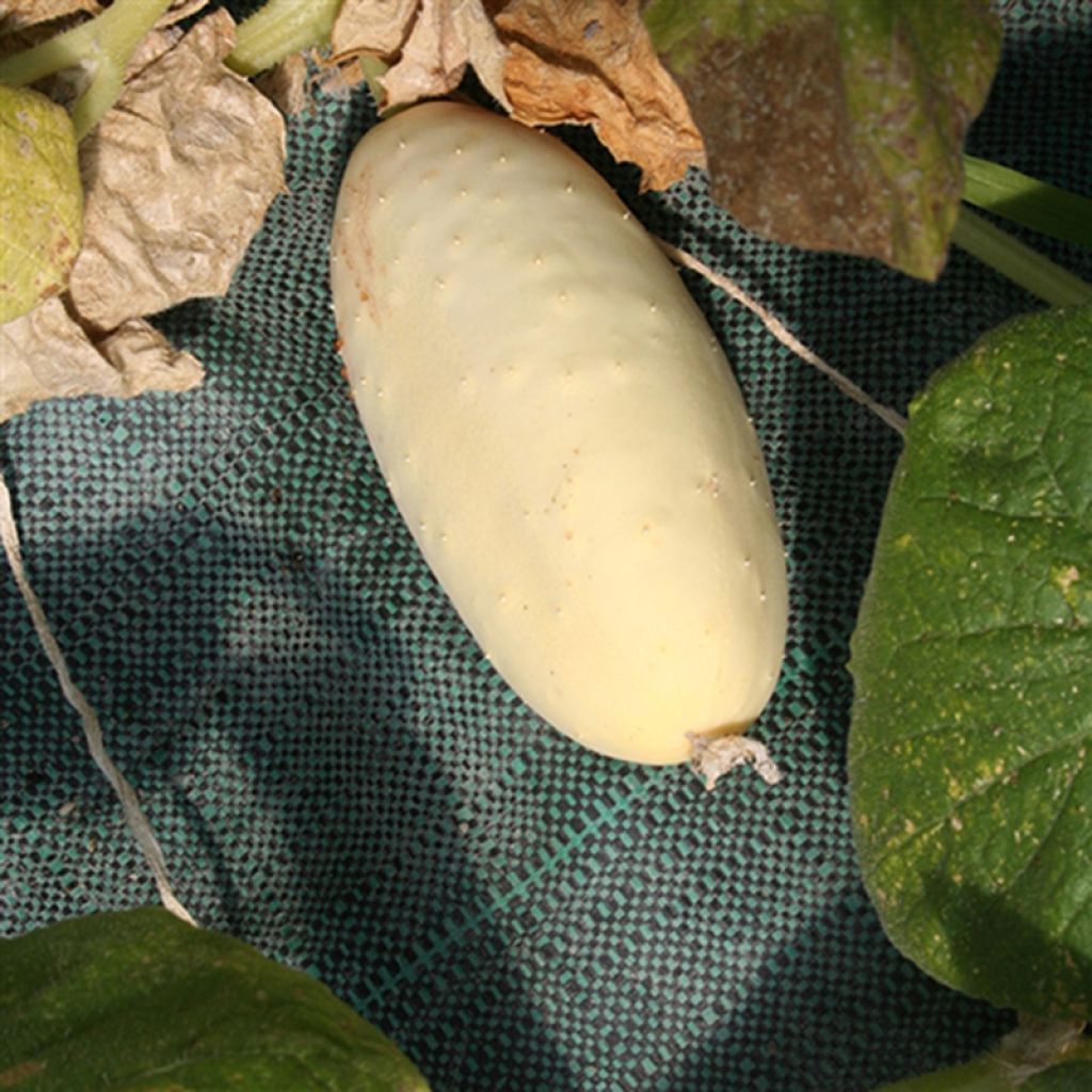 Salat-Gurke Blanc long parisien Bio - Ferme de Sainte Marthe