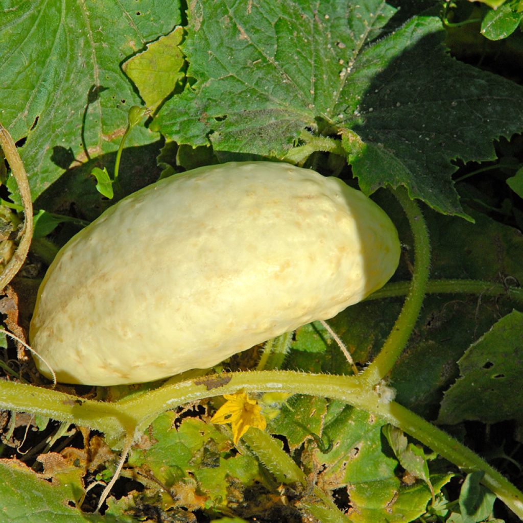 Salat-Gurke Blanc long parisien Bio - Ferme de Sainte Marthe