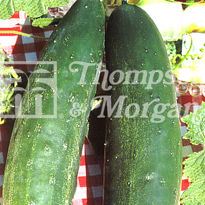 Concombre Burpless Tasty Green - Cucumis sativus