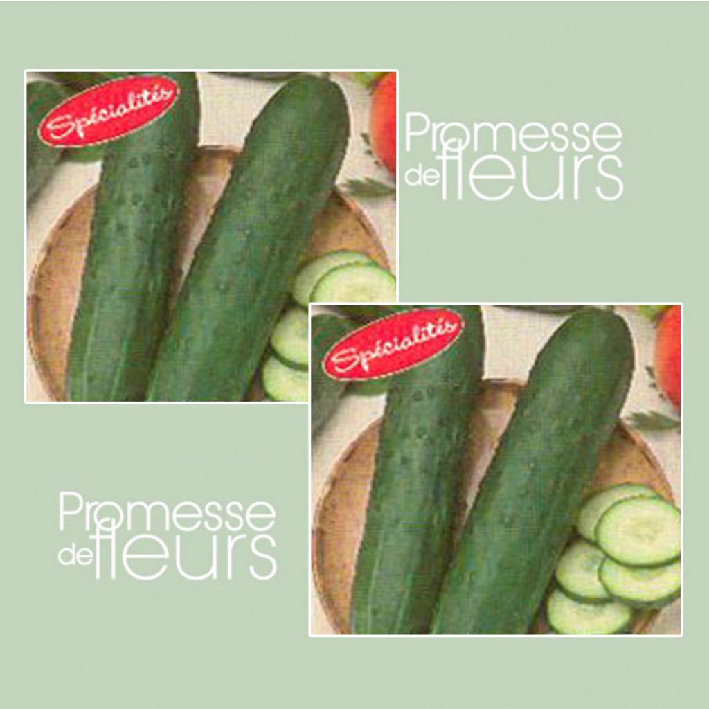 Concombre Dasher F1 - Cucumis sativus