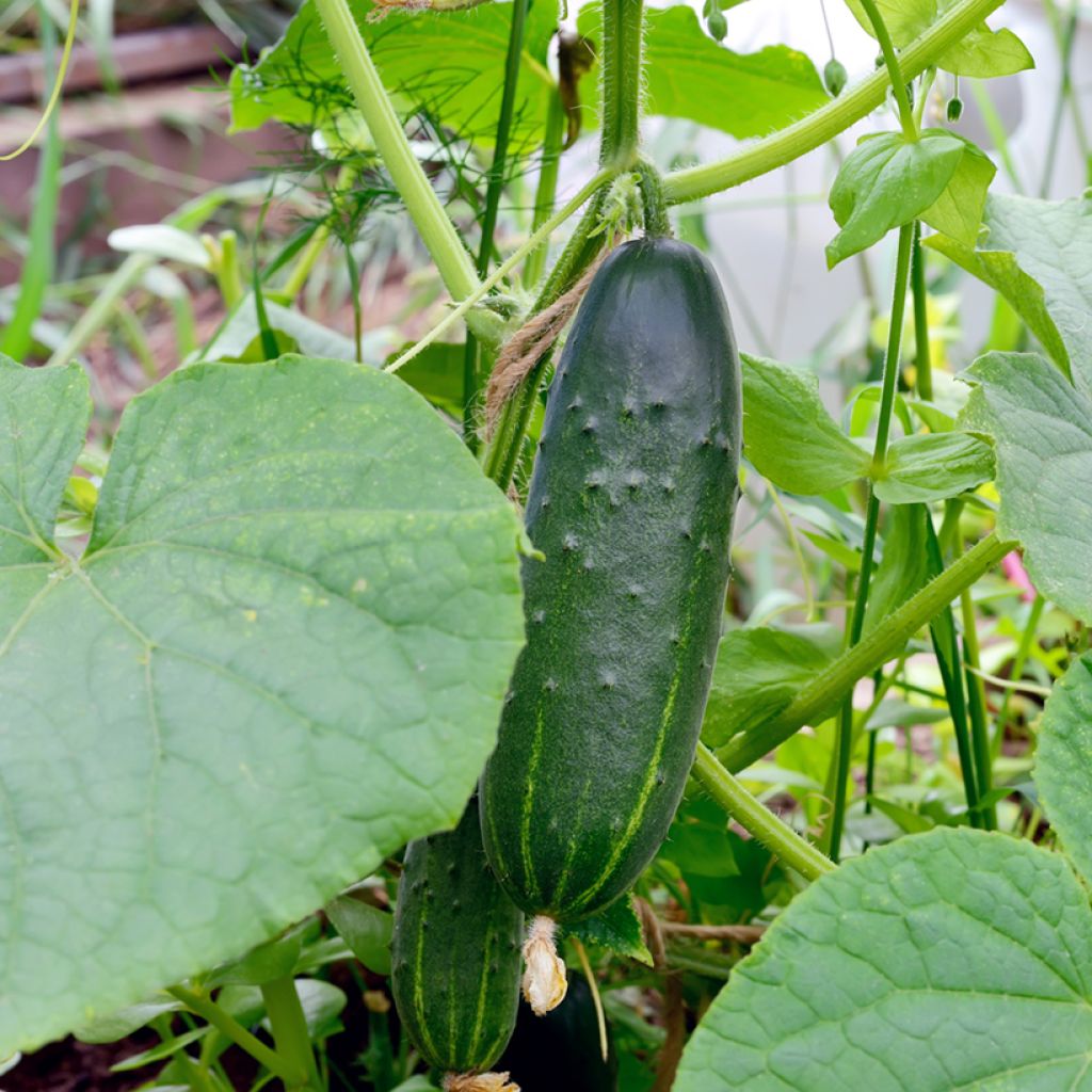 Salat-Gurke Le Généreux Bio - Ferme de Sainte Marthe