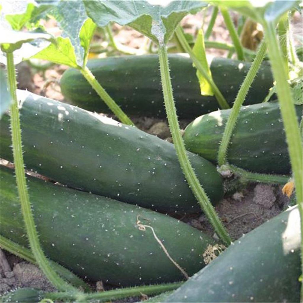 Salat-Gurke Long anglais Bio - Ferme de Sainte Marthe