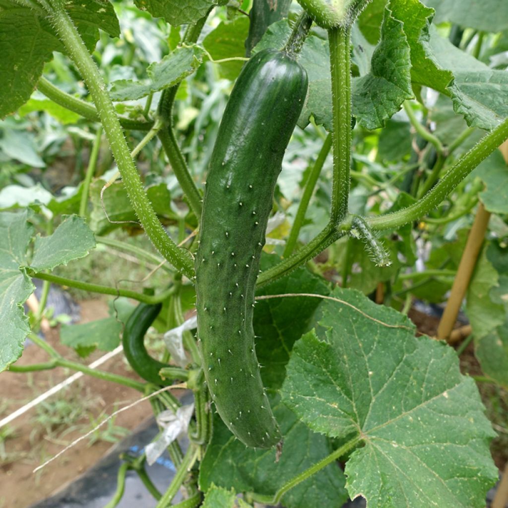 Concombre Tanja - Cucumis sativus en plants