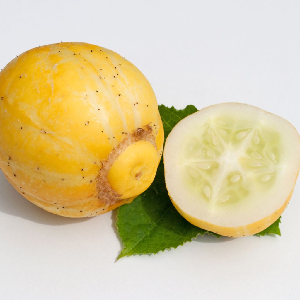 Salat-Gurke True Lemon