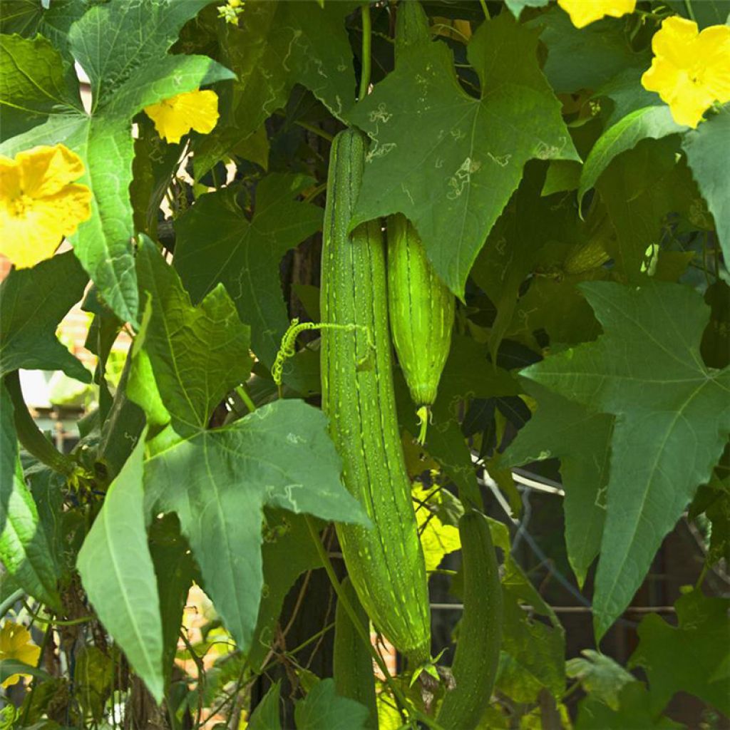 Salat-Gurke Vert Long de Chine Bio - Ferme de Sainte Marthe