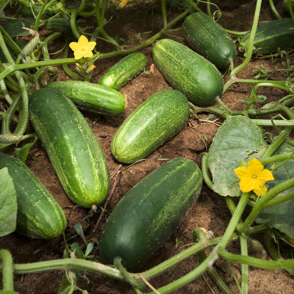 Concombre court Bereket F1 en plants GREFFES - Cucumis sativus