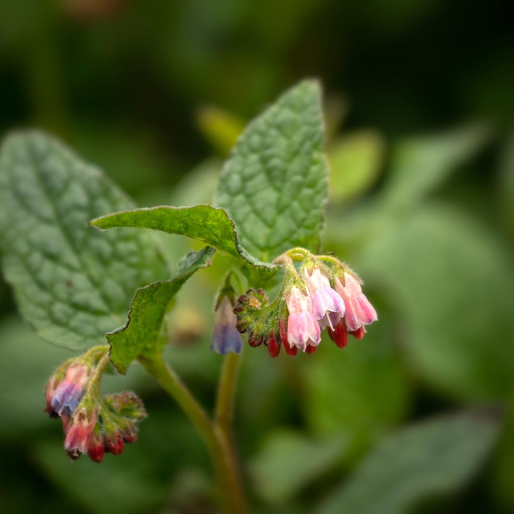 Symphytum grandiflorum Hidcote Pink - Kleiner Kaukasus Beinwell