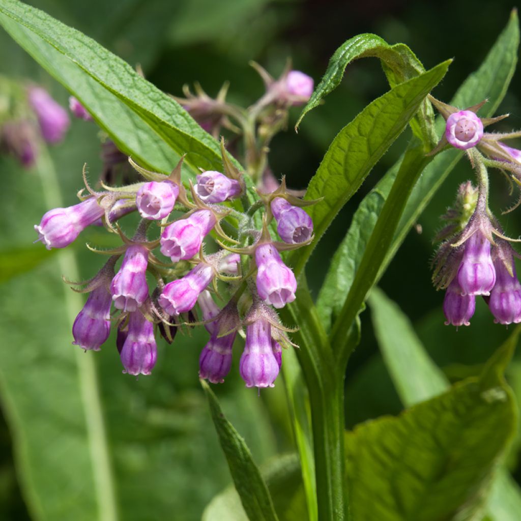 Gemeiner Beinwell - Symphytum officinale