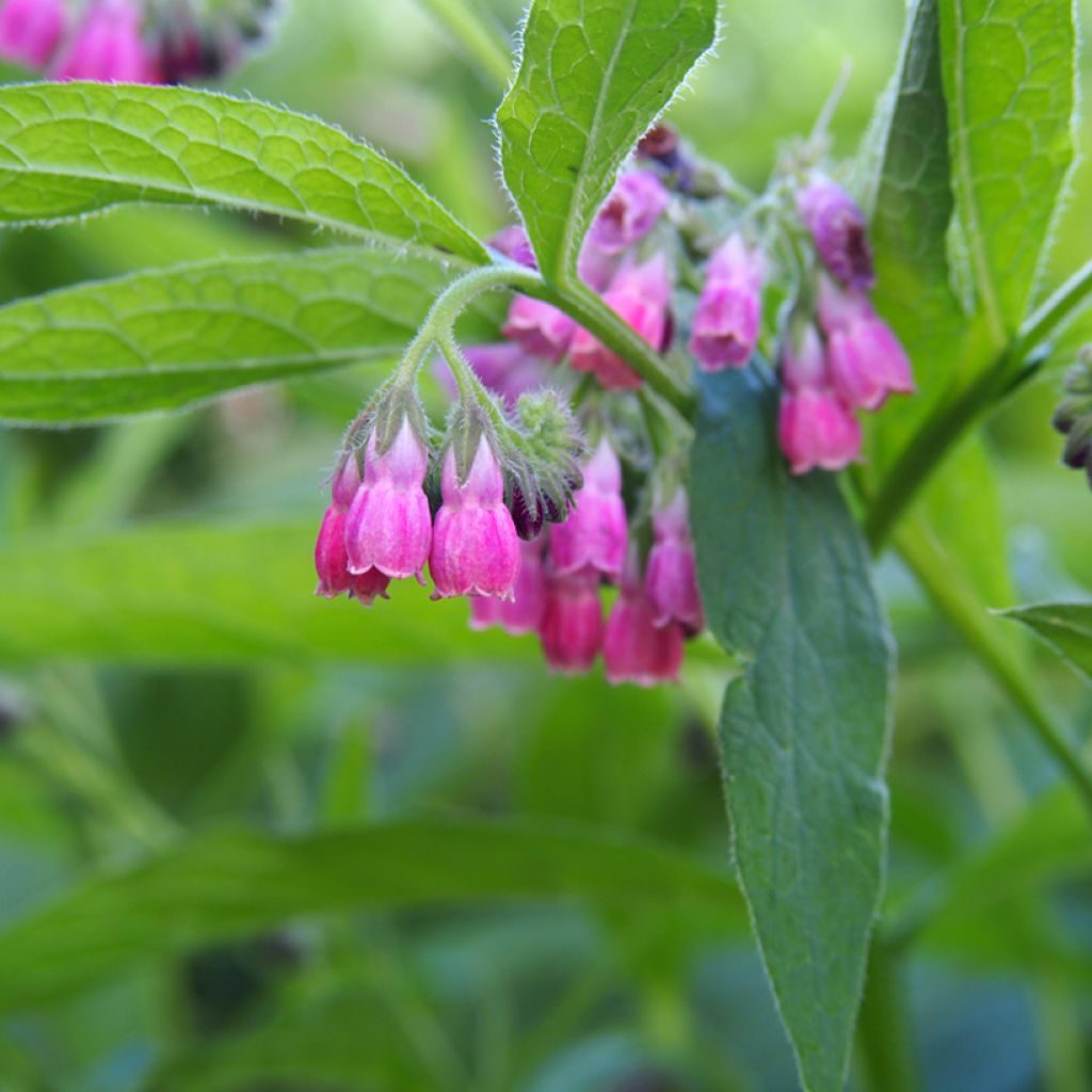 Symphytum rubrum - Roter Beinwell