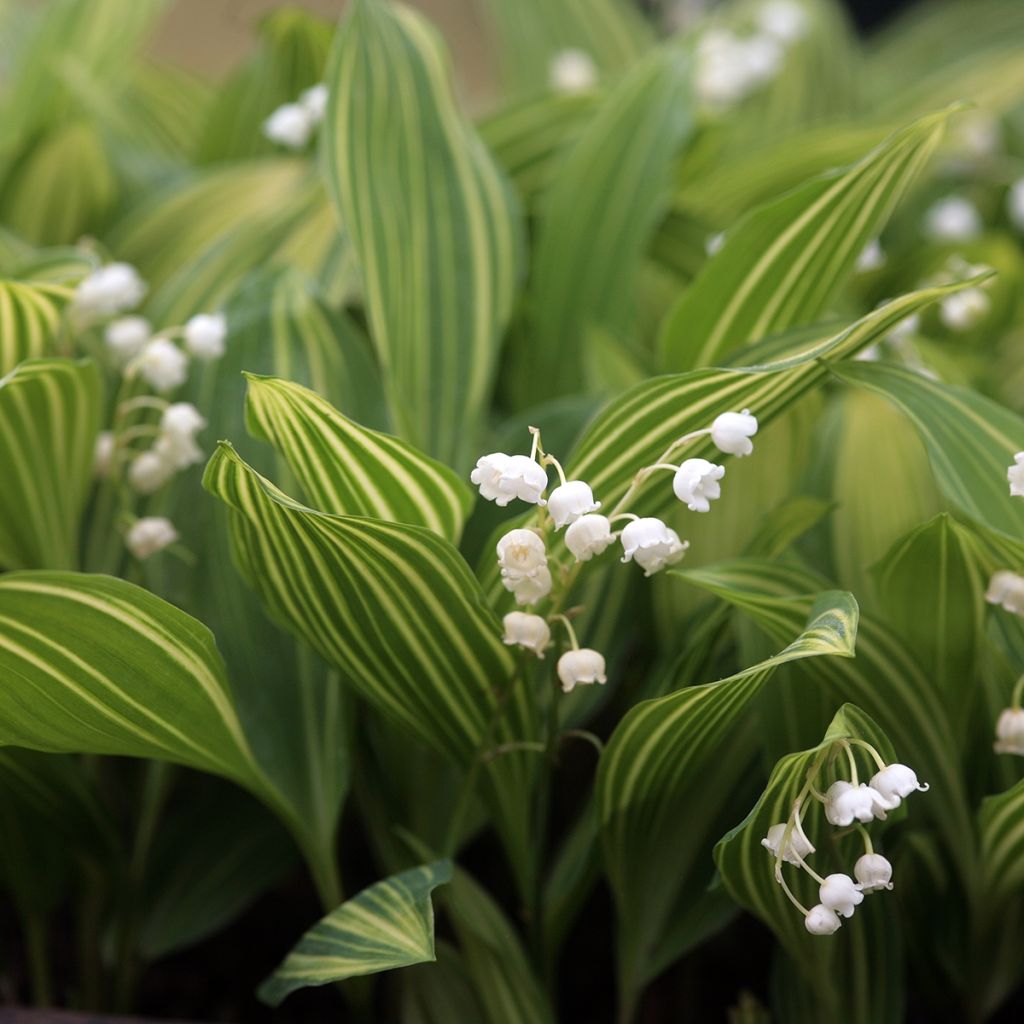 Convallaria majalis Albostriata - Maiglöckchen