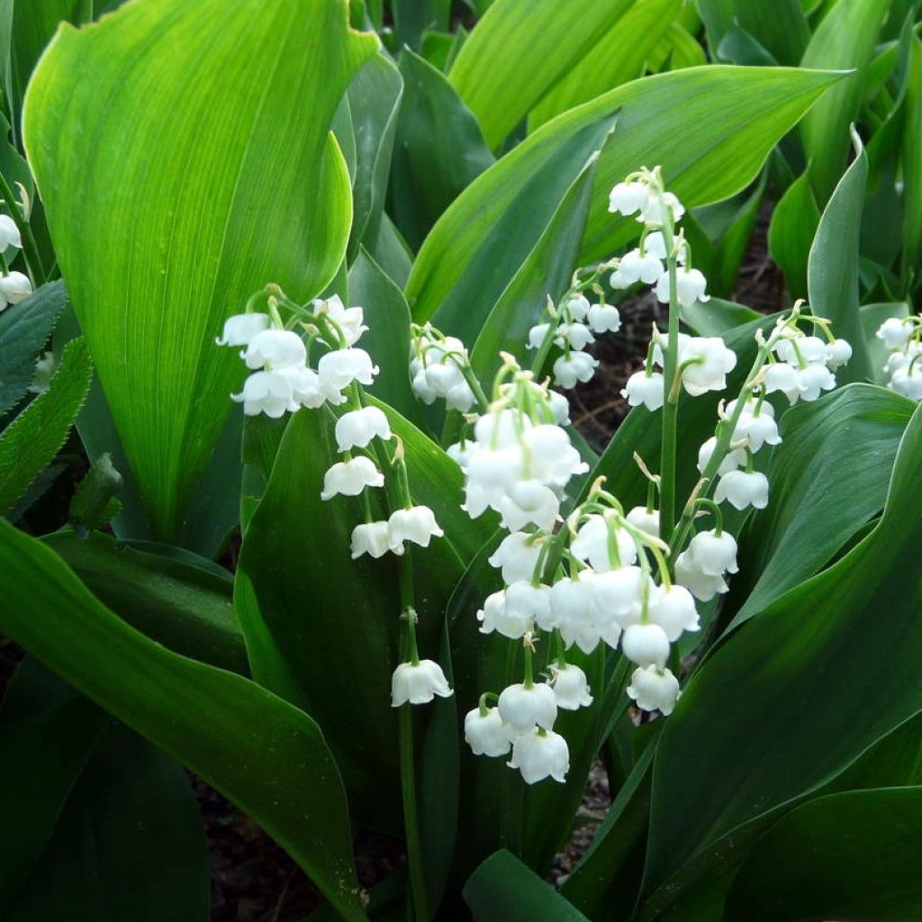 Convallaria majalis Bridal Choice - Maiglöckchen